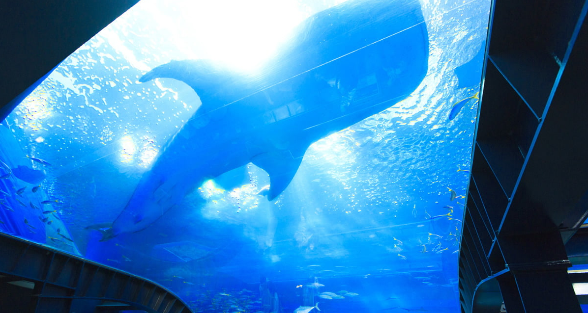 美ら海水族館の写真
